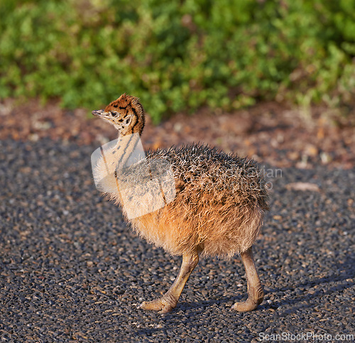 Image of Bird, nature and chick with baby, road and environment with sunshine and ornithology. Ostrich, cape town and closeup for habitat, conservation and sustainability and rural wildlife and plants or bush