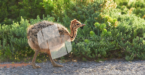 Image of Bird, nature and plants with baby, road and environment with sunshine and ornithology. Ostrich, cape town and closeup for habitat, conservation and sustainability and rural wildlife and chick or bush