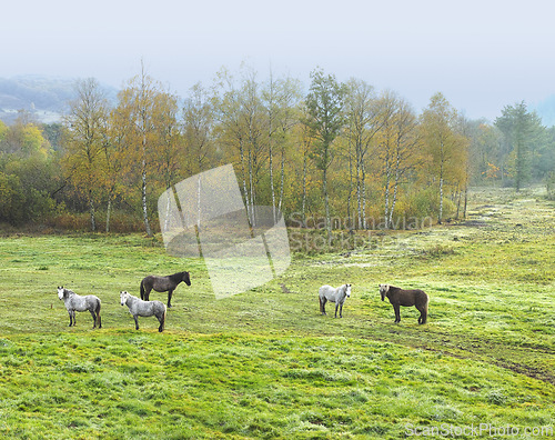 Image of Horse, herd and grass field environment in countryside or agriculture grazing on farm or nutrition, sustainability or land. Animal, group and forest in rural Texas or outdoor travel, ranch or nature