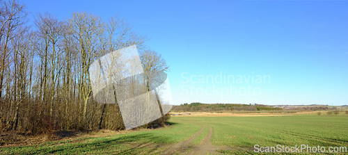 Image of Outdoors, nature and forest or field in countryside, ecosystem and calm for holiday or vacation. Peace, sustainable environment and travel to relax in New Zealand, plants and blue sky for mockup