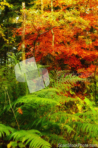 Image of Nature, forest and seasons with ferns for growth, sustainable environment and tropical rainforest. Colorful, ecosystem and woods for plants, vegetation and autumn leaves in natural landscape.