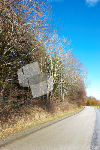 Image of Road, landscape and trees with blue sky in countryside for travel, adventure or roadtrip with forest in nature. Street, path or location in Amsterdam with journey, roadway and environment for tourism