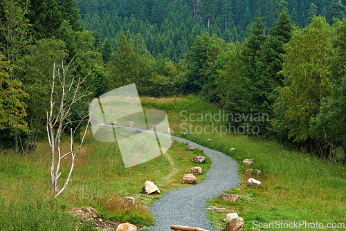 Image of Pathway, landscape or forest with trees in countryside for travel, adventure and grass with rocks in nature. Street, trail and location in Norway with direction, roadway and environment for tourism