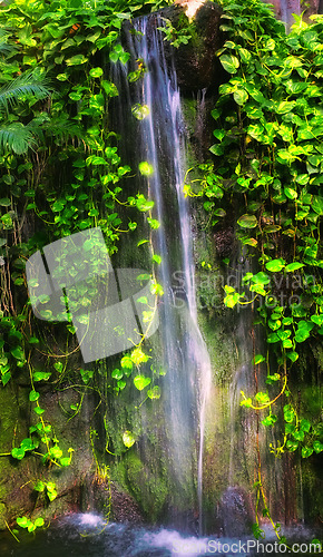 Image of Waterfall, nature and river in forest, jungle and green leaves in tropical environment. Plants, rural and spring season in rainforest of Puerto Rico, rain and landscape in dark scenic woods outdoors