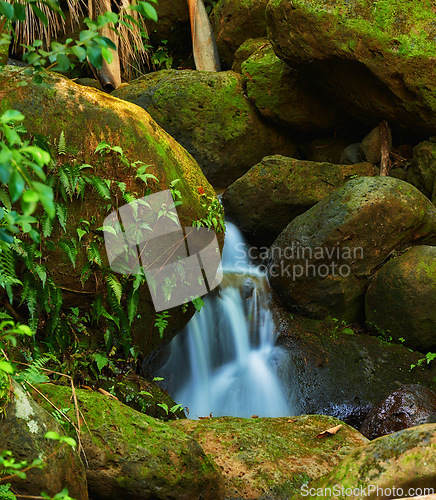 Image of River, nature and waterfall in forest, water and earth in woodland environment. Plants, spring and landscape of peaceful jungle in Puerto Rico, greenery and outdoor rural area for natural ecosystem