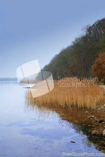 Image of Lake, grass and forest with landscape on horizon with blue sky, natural environment and water in Amsterdam. Swamp, wetland and reed for sustainability, woods and ecology in summer in the countryside