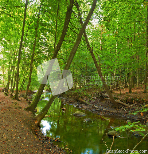 Image of Nature, forest and river in creek with trees, landscape and environment in autumn with green plants. Woods, water and stream with growth, sustainability and ecology for swamp in Denmark with sunshine