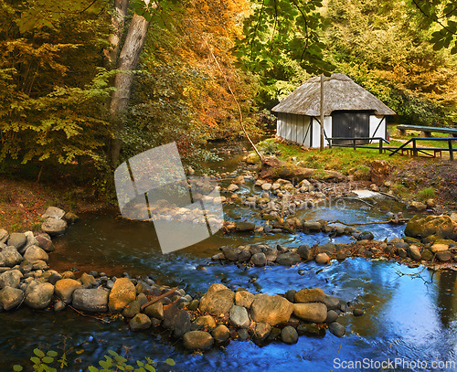 Image of Forest, landscape and hut in river with trees, woods and natural environment in autumn with leaves or plants. Swamp, water and stream with growth, sustainability and ecology with rocks in Denmark