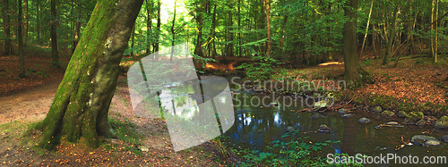Image of Forest, landscape and river in swamp with trees, woods and natural environment in autumn with leaves or plants. Creek, water and stream with growth, sustainability or ecology with sunlight in Denmark