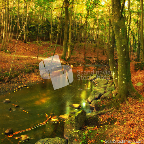 Image of Landscape, forest and river in creek with trees, bush and environment in autumn with green plants. Woods, water and stream with growth, sustainability and ecology for swamp in Denmark with sunshine