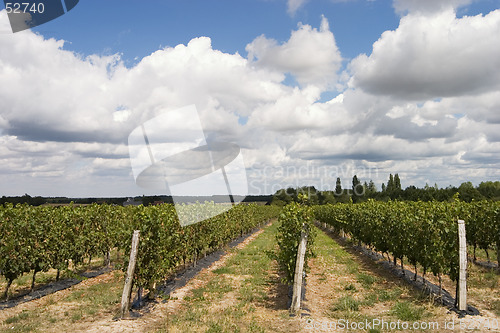 Image of wineyard