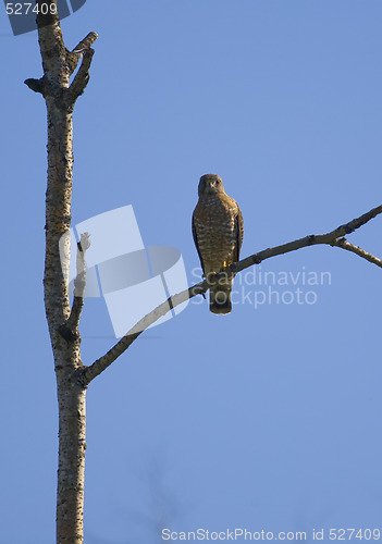 Image of Broad-Winged Hawk Perched