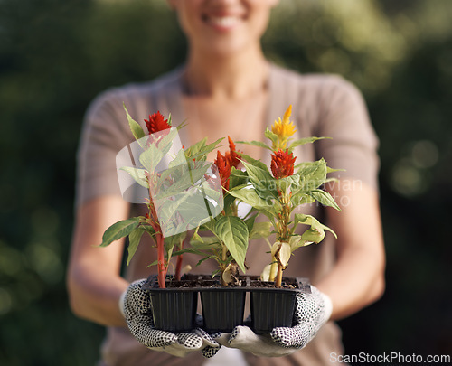 Image of Gardening, plants and person with tray in hands outdoor in backyard with growth in spring environment. Flowers, seedlings and happy gardener planting with gloves and leaves sprout in container or pot