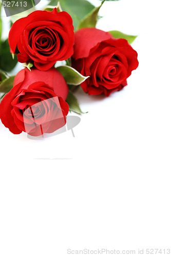 Image of three roses