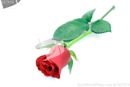 Image of red rose