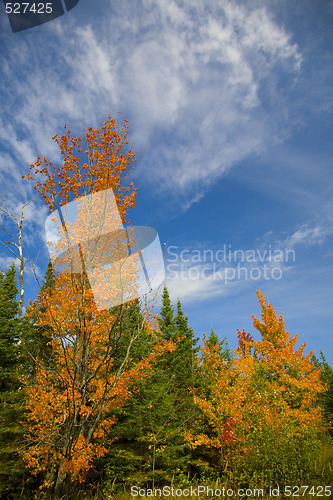 Image of Orange Trees Under Blue September Sky