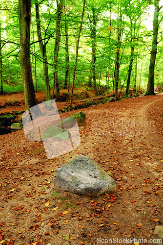 Image of Forest, trees and nature with landscape for travel, leaves on ground and rocks in park with adventure. Natural background, environment and path way in woods, ecosystem and ecology with calm outdoor