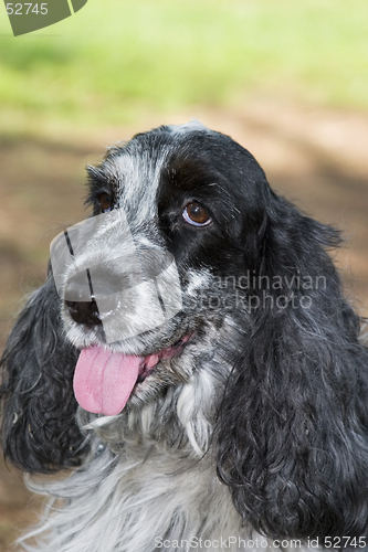 Image of beautiful cocker spaniel