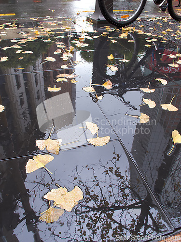 Image of Leaf, rain and puddle on ground in outdoor for autumn, weather and cold in city, sidewalk or street. Tree and nature in reflection of water for fall, urban or park with building in wet season