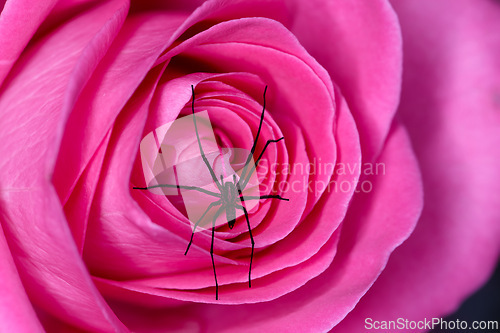 Image of Rose, insect and spider in outdoor nature, garden and crawl on plant or habitat and eat for nutrition. Flower, ecology and closeup of ecosystem and spider, feed and pollen for eating and hunting