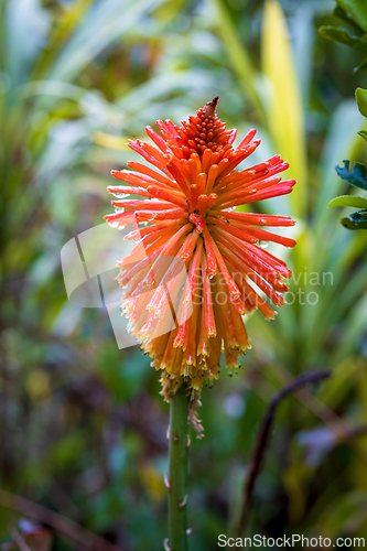 Image of beautiful spring flower