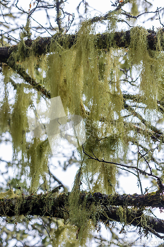 Image of Madeira nature closeup