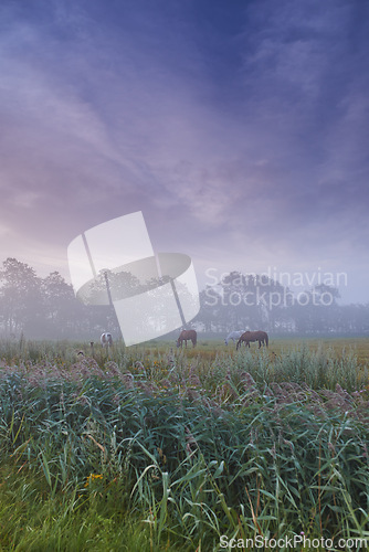 Image of Farm, nature and horses with mist, fog and calm with countryside and landscape. Field, sky and ecology for growth, carbon capture and serenity with peaceful meadow and harvest with animals or pasture