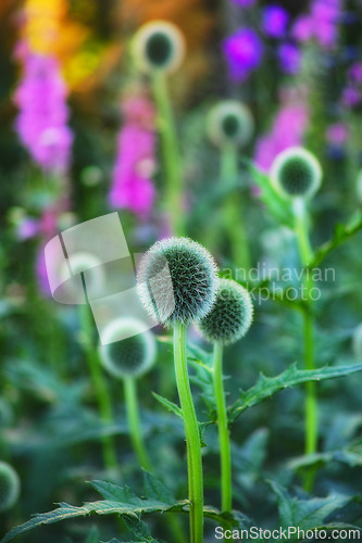 Image of Globe thistle, plant and nature in spring meadow or closeup, fresh and natural wild vegetation. Ecology and pollen flower or biodiversity for environmental sustainability in garden grow or earth day