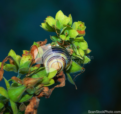 Image of Snail, shell and plant closeup in nature on leaf stem, greenery pest for gardens and vegetation. Spring, botany and biodiversity, ecology and environmental mollusk for earth day for eating flora