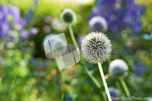 Image of Wildflowers, thistle and meadow at countryside, environment and landscape in rural Japan. Botanical garden, pasture and grassland with echinops in bloom in backyard, bush or nature for ecology