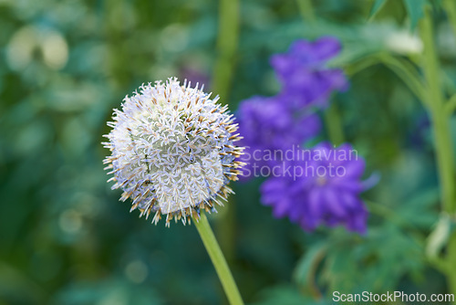 Image of Thistle, flowers and hyacinth in meadow at countryside, field and landscape with plants in background. Botanical garden, pasture and echinops by petals in bloom in backyard, bush or nature in Spain