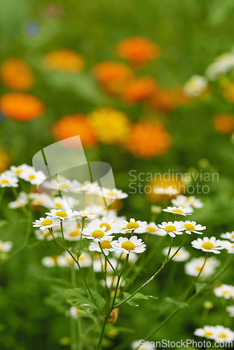 Image of Daisy, garden and plant for spring closeup medicinal plant or fresh vegetation. Pollen and ecology or biodiversity or environmental sustainability, Bellis perennis growth or botanical earth day