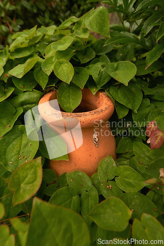 Image of Green, leaves and nature with potted plant in garden, growth and environment with landscaping for sustainability. Bush, shrub or vine with foliage, natural and ceramic pot for botanical background