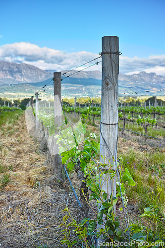 Image of Vineyard, wine farm and plants in field, nature and environment with greenery in outdoor countryside. Natural landscape, agriculture for sustainability and agro business in winelands with ecology