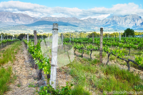 Image of Vineyard, agriculture and plants in field, environment and nature with greenery in outdoor countryside. Natural landscape, wine farming for sustainability and agro business in winelands with ecology