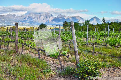 Image of Vineyard, agriculture and plants in field, nature and environment with greenery in outdoor countryside. Natural landscape, wine farming for sustainability and agro business in winelands with ecology