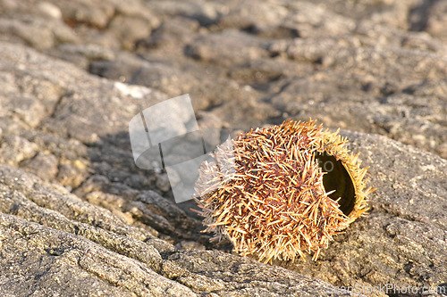 Image of Dry sea urchin, rocks and environment with sunshine, beach and tidal pool with adventure and eco friendly. Empty, vacation and nature with summer or natural with earth or ecology with animal or shell