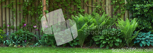 Image of Shrubs, wall and plants in backyard garden, spring and nature for earth day. Growth, bush and greenery in environmental sustainability and decoration, ecology or botanical foliage and leaf in outdoor