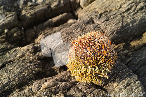 Image of Dry sea urchin, rocks and environment with summer, beach and tidal pool with adventure and ecology. Empty, vacation and nature with sunshine or natural with earth or eco friendly with animal or shell