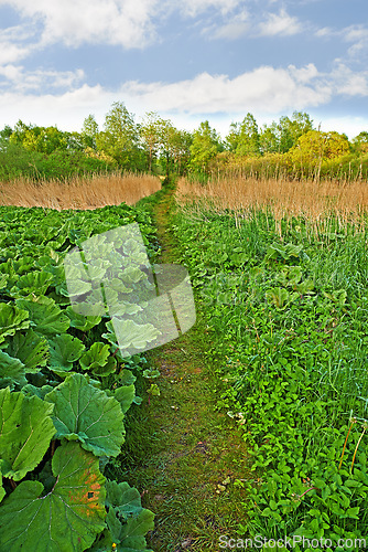 Image of Farm, field and walkway with plant in nature, agriculture on earth day for spring sustainable and natural development with green herb. Environment and ecology or healthy vegetables for calm blue sky