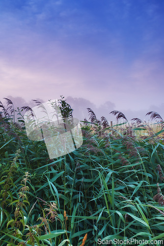 Image of Field, nature and plants with mist, fog and calm with countryside and landscape. farm, sky and ecology for growth, carbon capture and serenity with peaceful meadow and harvest with reeds and pasture