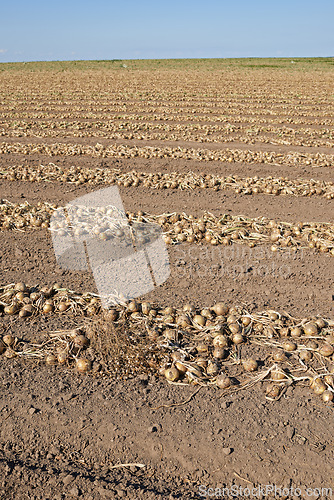 Image of Onions, farm and ground with field, dirt and agriculture with vegetable and soil. Food, nature and environment with countryside, growth and sustainability with harvest and ecology or horticulture