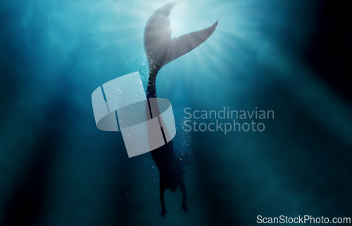 Image of Mermaid, water and sea with silhouette underwater for aqua, fish or magic for myth, goddess and surreal. Mystical, swimming and fantasy for fairytale, creature and folklore for mysterious in ocean