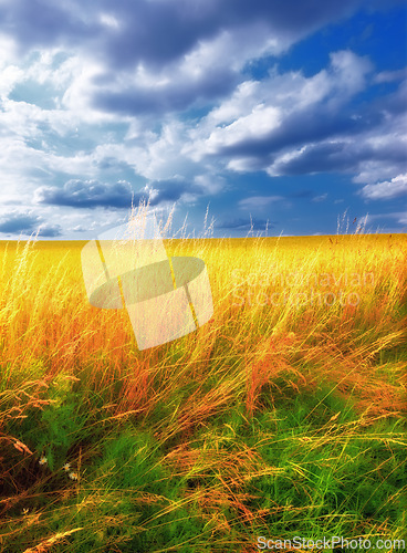 Image of Wheat, field and landscape with clouds in sky for wellness, nature and countryside for harvest. Grass, straw and golden grain for farming, environment and open crop for rural life or agriculture view