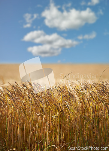 Image of Wheat, field and grass with clouds in sky for wellness, nature and countryside for harvest. Landscape, straw and golden grain for farming, environment and open crop for rural life or agriculture view