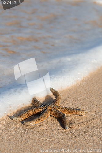 Image of Starfish on the beach