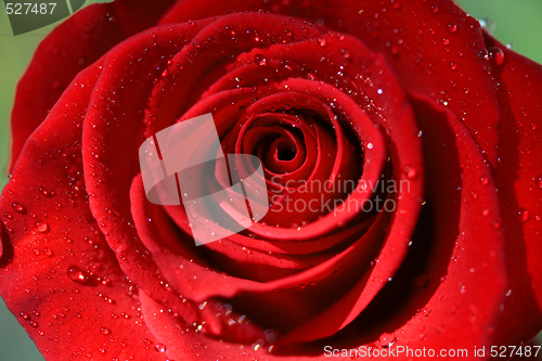 Image of Close-up of Red Rose after rain
