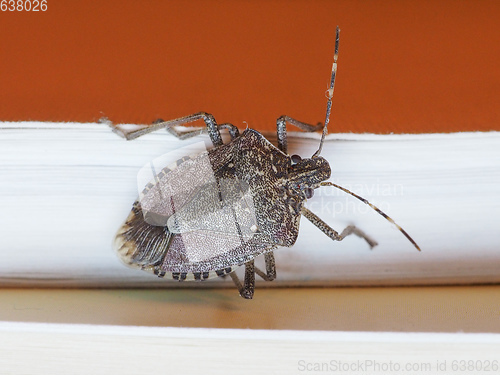 Image of brown marmorated stink bug insect animal