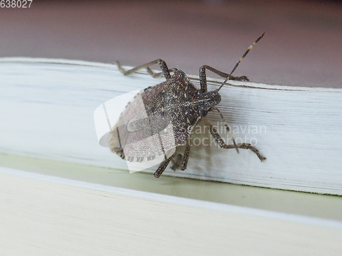 Image of brown marmorated stink bug insect animal