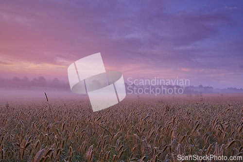 Image of Cloudy, wheat or field for dramatic dusk scenery in mysterious, meadow and landscape for wallpaper. Colorful, sunset and sky for grain, grassland and harvest in peaceful countryside panorama